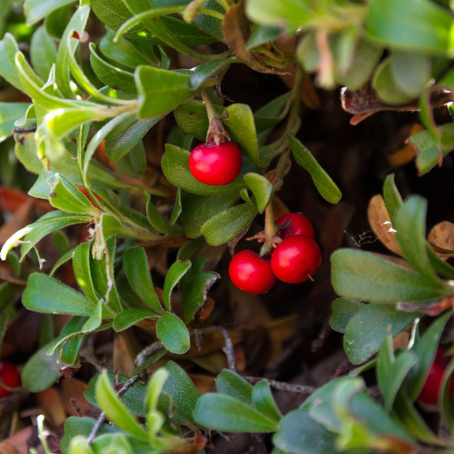 Толокнянка альпийская