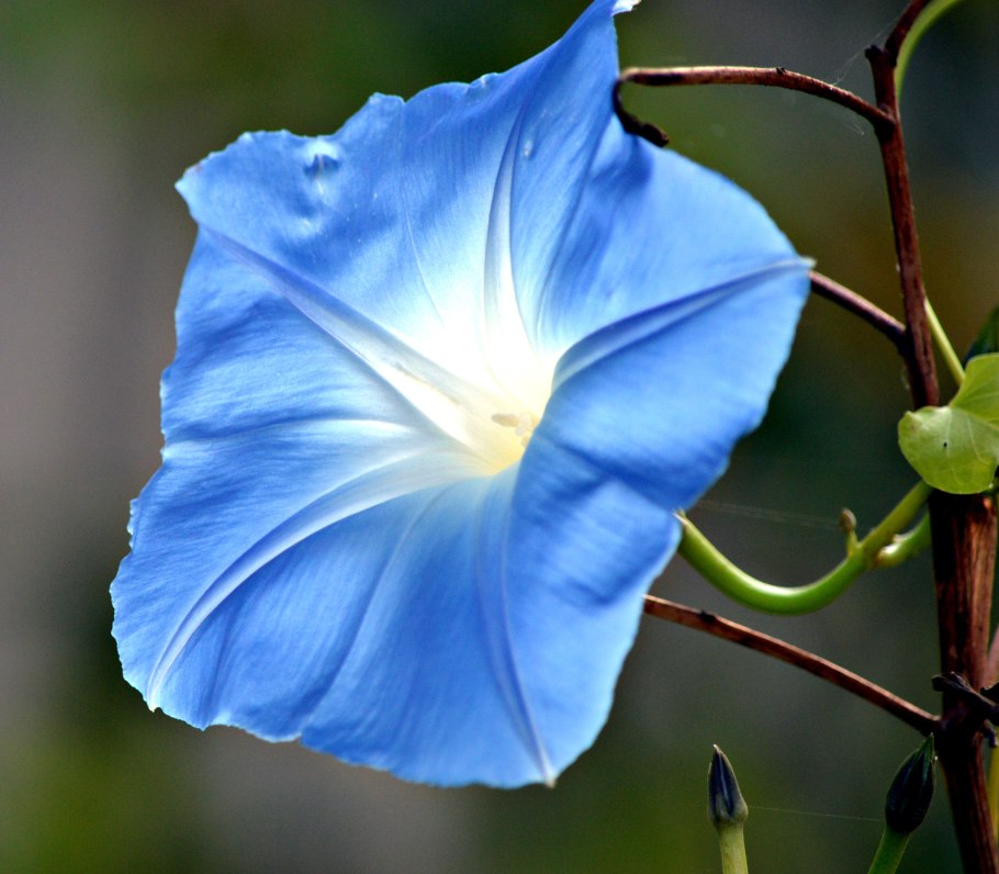 Ипомея Жизель