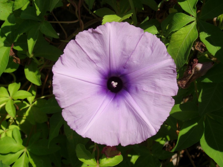 Ипомея Heavenly Blue