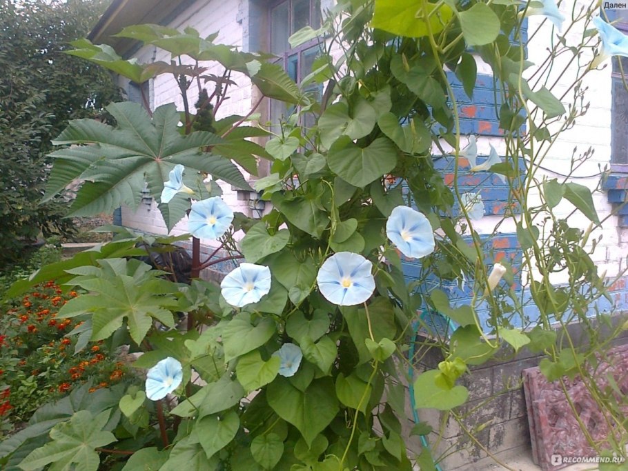 Ипомея Пикоти синяя