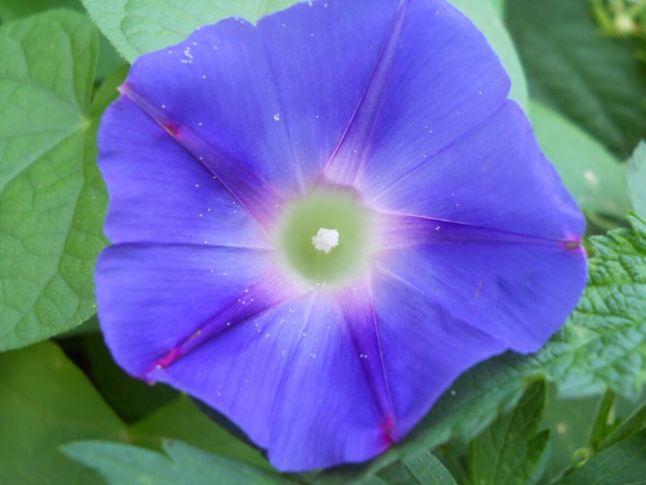 Вьюн ипомея