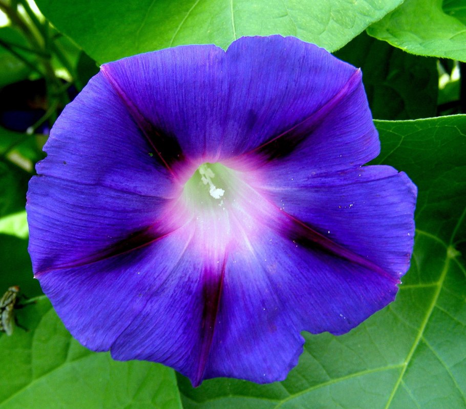 Ипомея Лунноцветущая белая