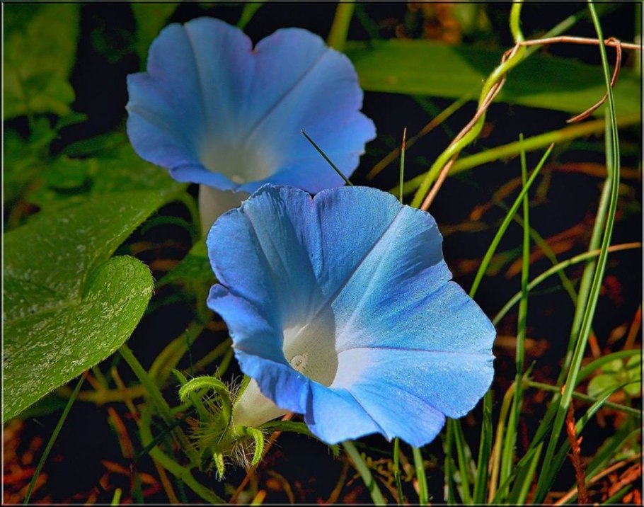 Ипомея синяя