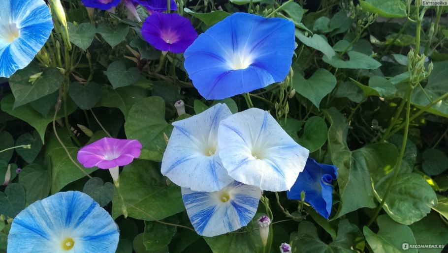 Аэлита ипомея розовое мерцание