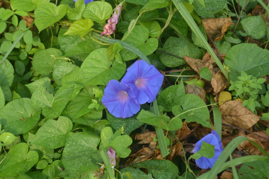 Ипомея пурпурная ультрафиолет