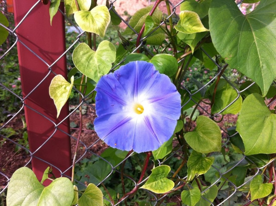 Ипомея Виолетта Гавриш