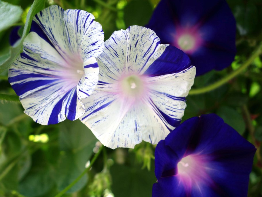 Ипомея 7 Pink Frost Tricolor