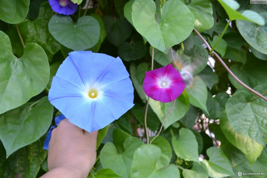 Ипомея Шантеклер