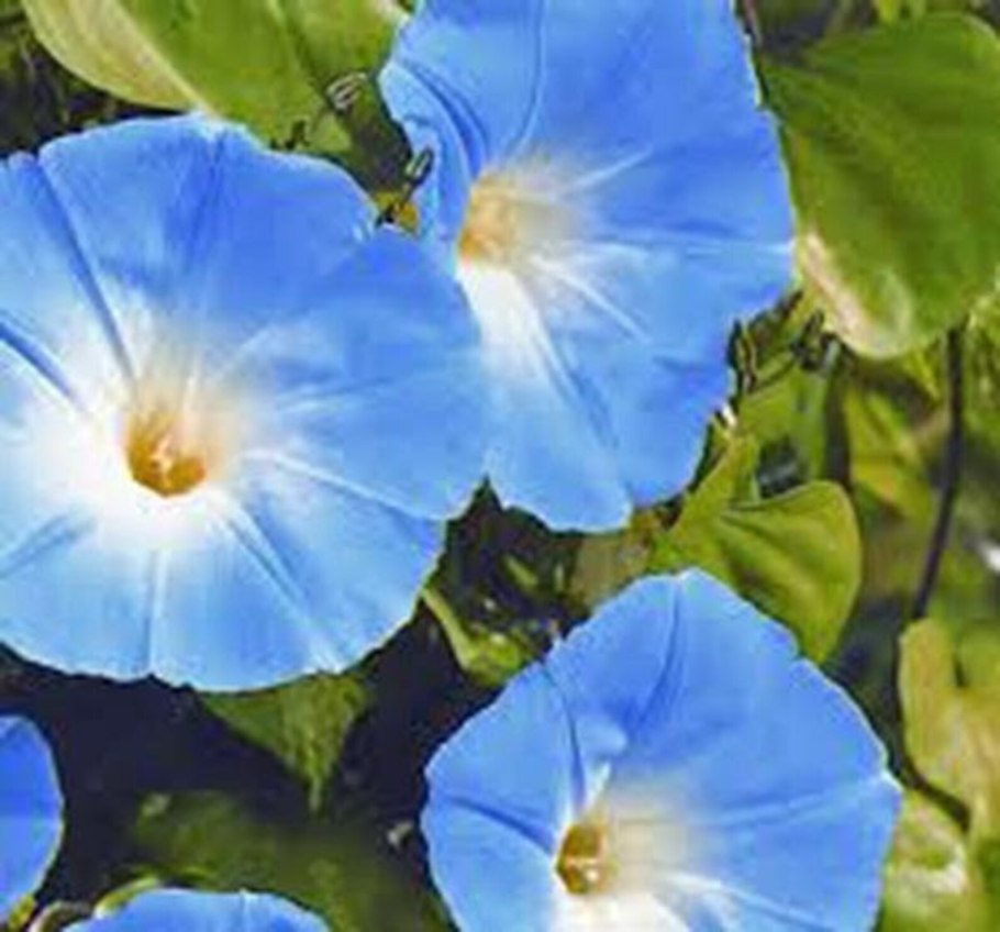 Ипомея пурпурная