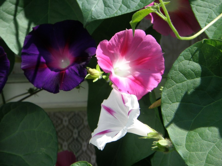 Ипомея кикио заки