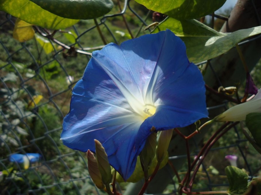 Ипомея Тиффани фото