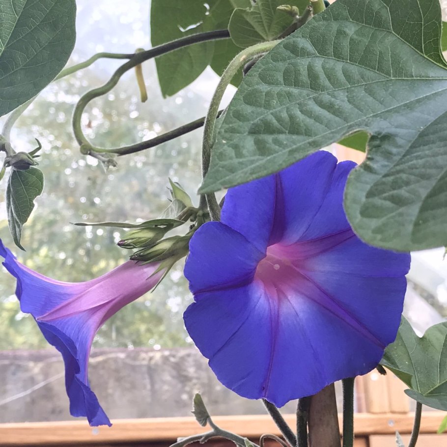 Ипомея Венецианский карнавал