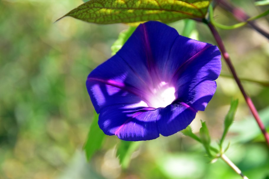 Ипомея пурпурная Лиана