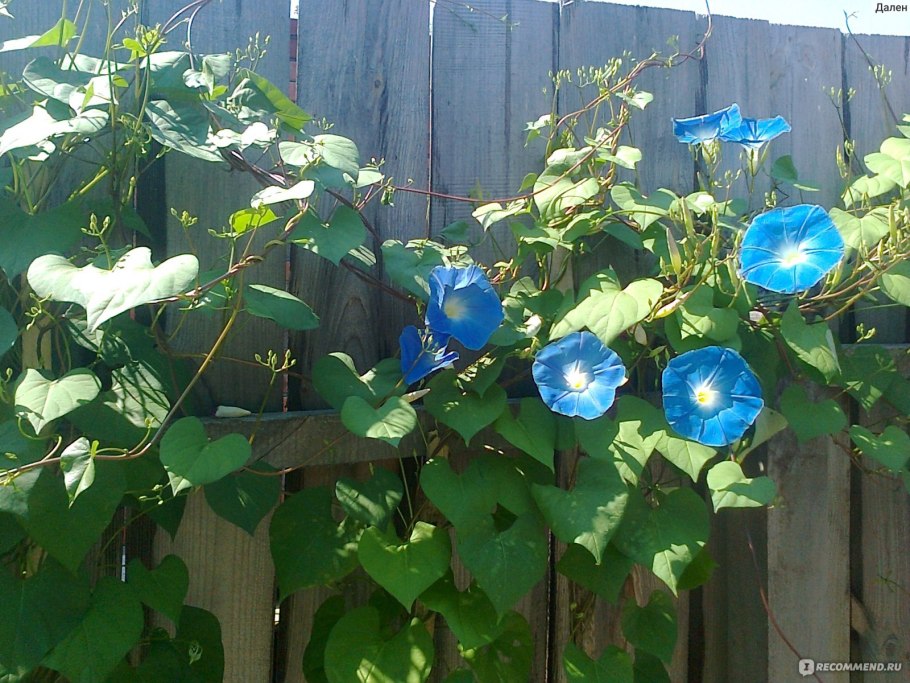 Вьюн ипомея