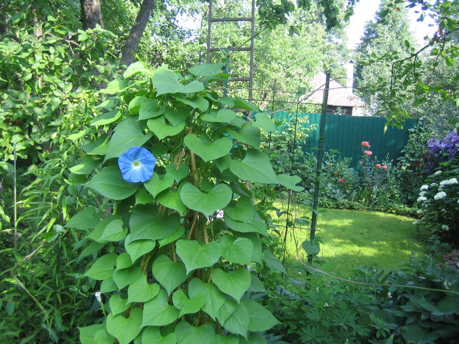 Ипомея пурпурная звонница