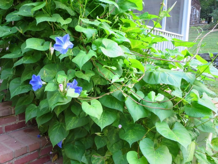 Ипомея morning Glory