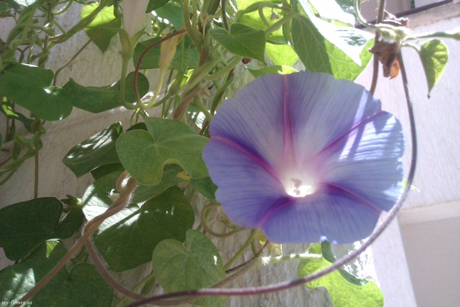 Ипомея пурпурная