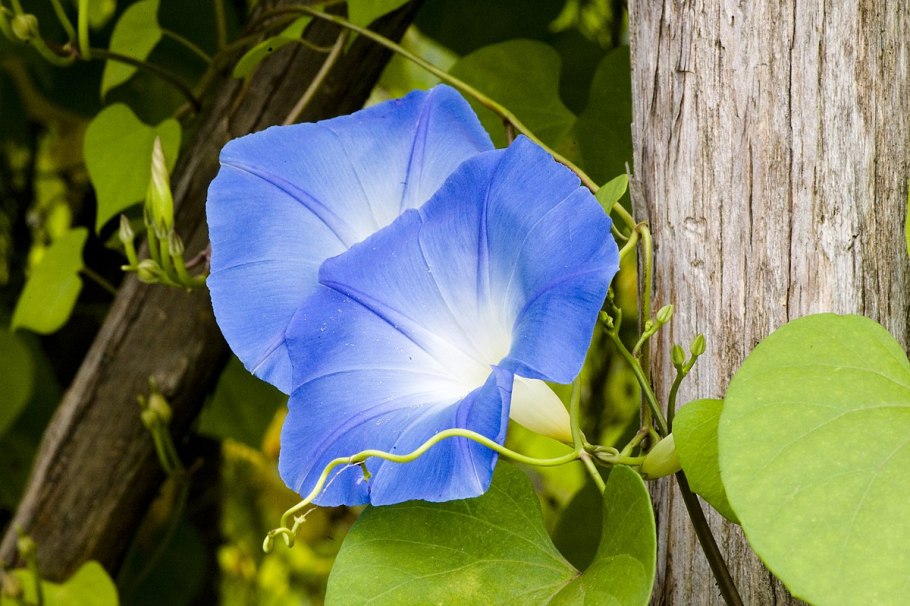 Ипомея пикоти синяя