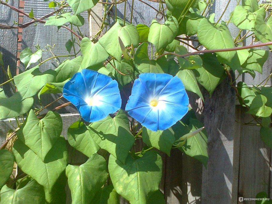 Ипомея небосвод 0,9г