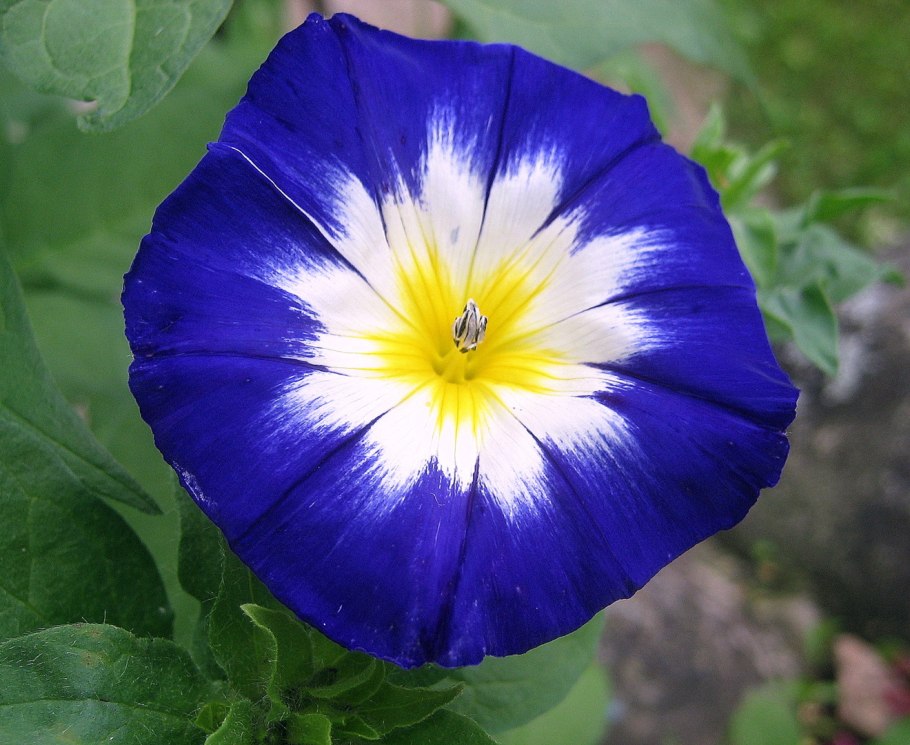 Ипомея Heavenly Blue