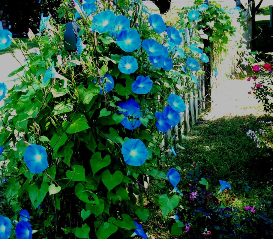 Ипомея Вьюнок