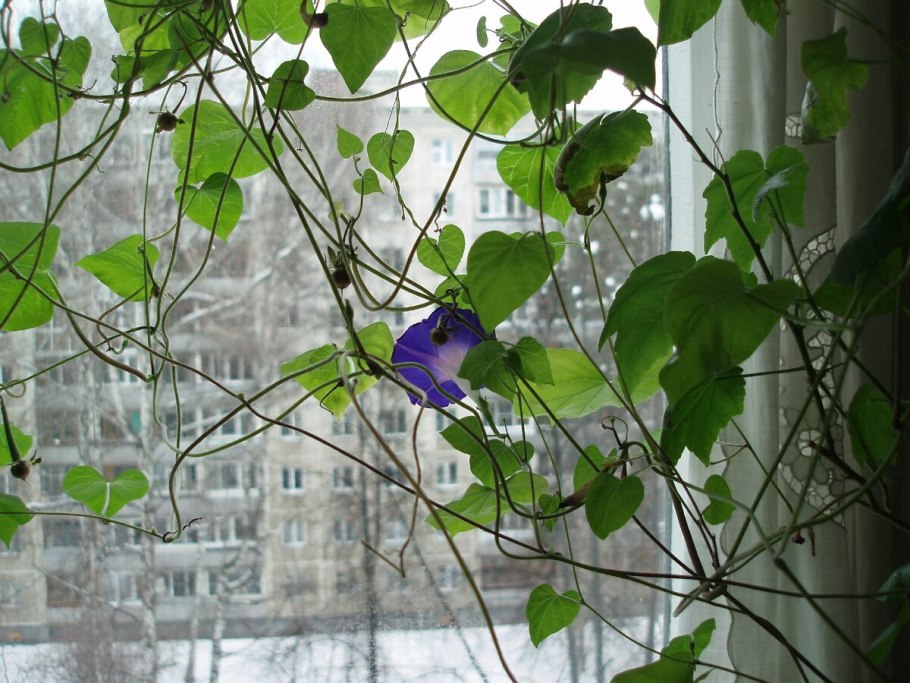 Семена ипомеи Тиффани 1г