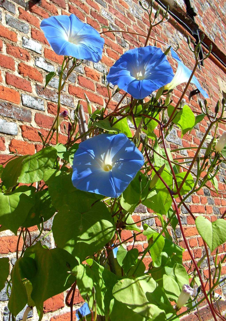 Ипомея Лиана