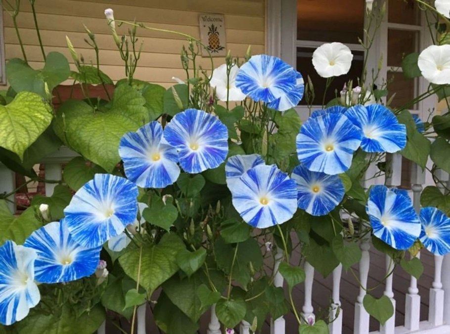 Ипомея Тиффани фото