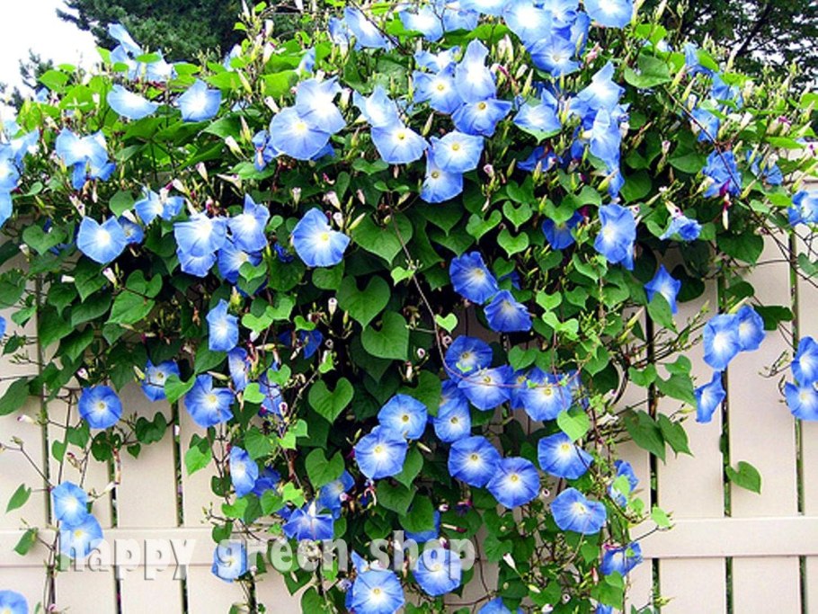 Ипомея коломикта