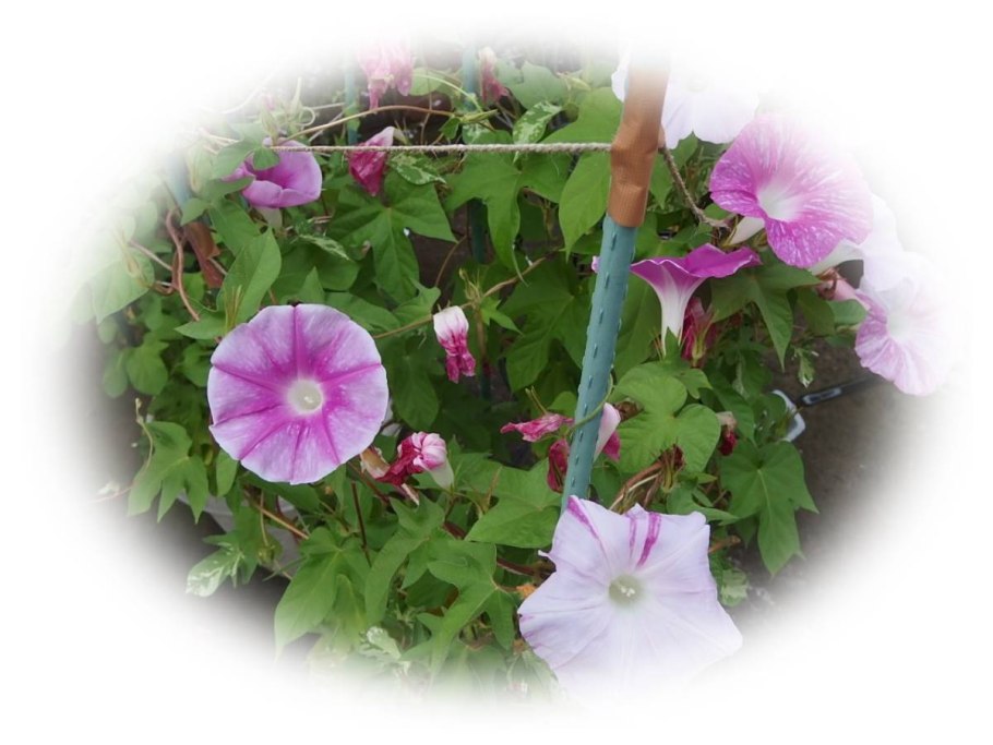 Ипомея жемчужные ворота