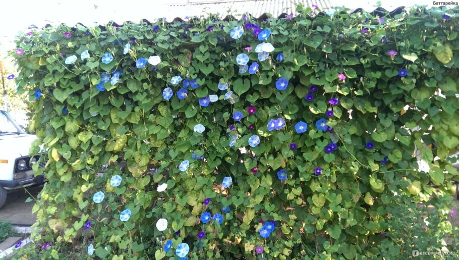 Цветок Вьюн ипомея Динь-Динь