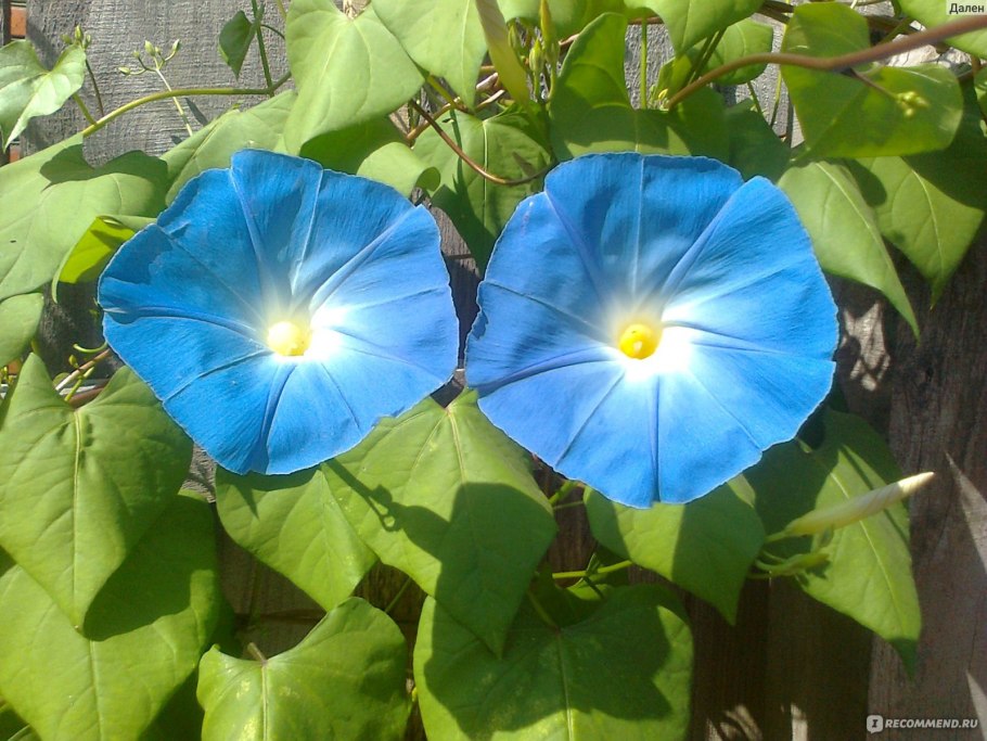 Вьюнок полевой (ипомея)