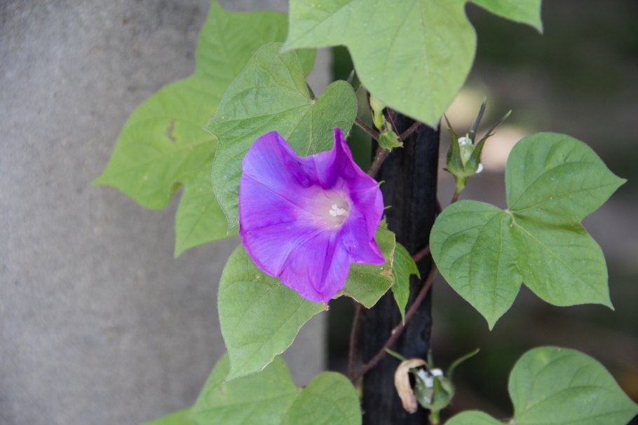 Вьюнок белый