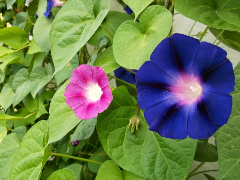 Вьюнок Виола