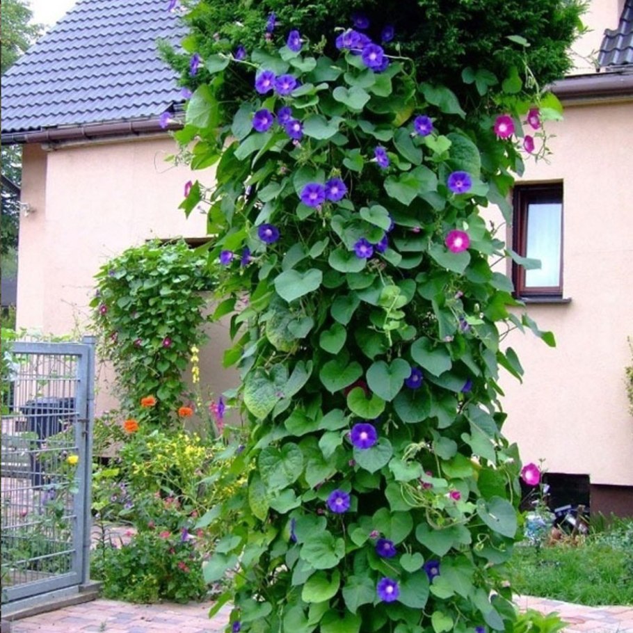 Ипомея ампельная плющевидная