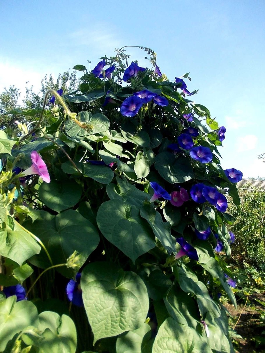 Ипомея венецианская синяя