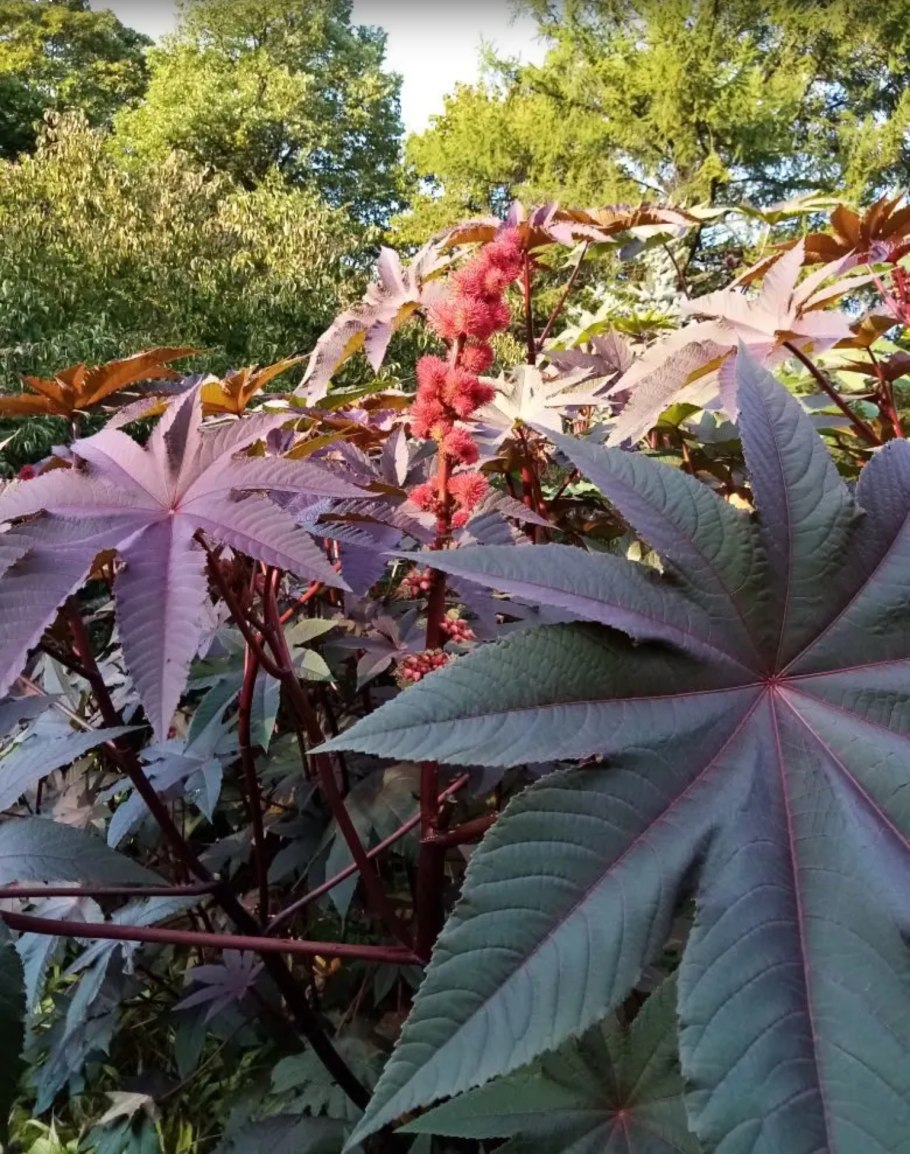 Клещевина Ricinus communis