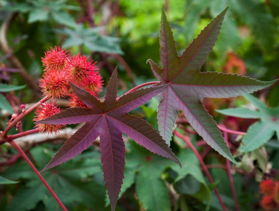 Клещевина рицин