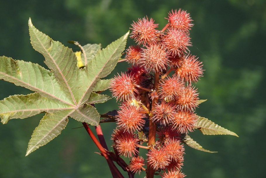 Клещевина обыкновенная (Ricinus communis l)