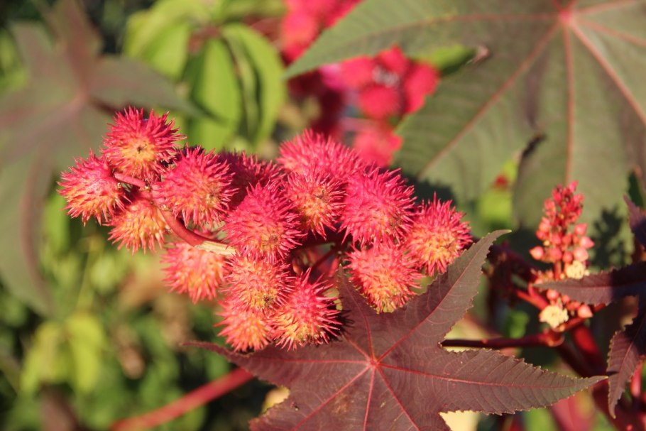 Клещевина обыкновенная