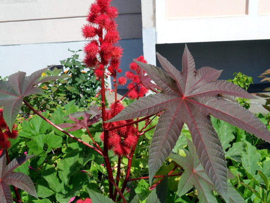 Клещевина занзибарская