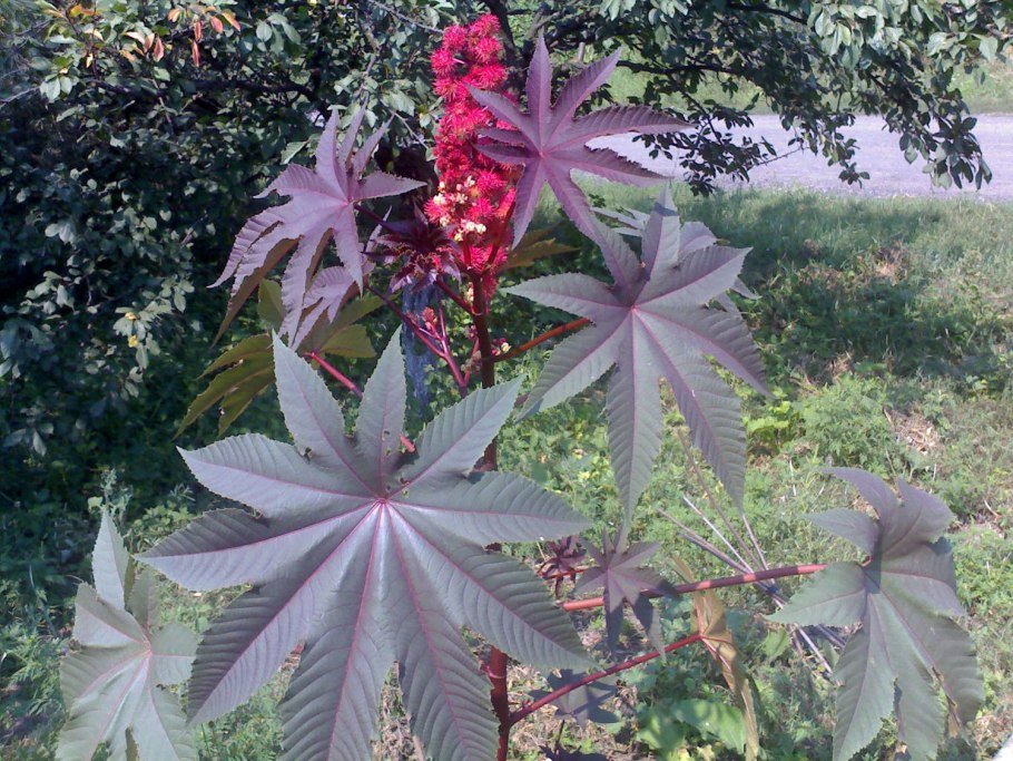 Клещевина обыкновенная занзибарская