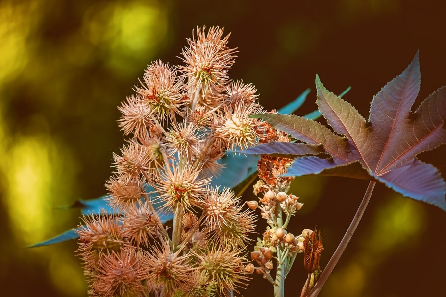 Клещевина Ricinus communis
