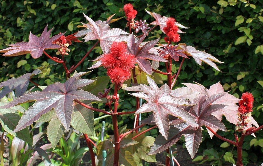 Клещевина Ricinus communis