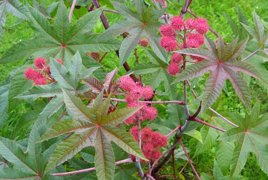 Клещевина растение Ricinus