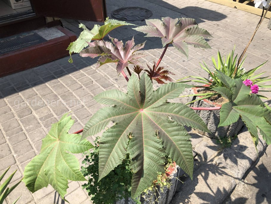 Клещевина Импала бронзовая