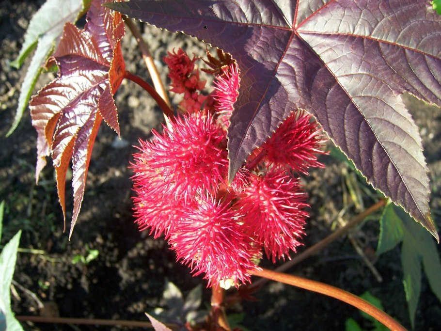 Клещевина Ricinus communis