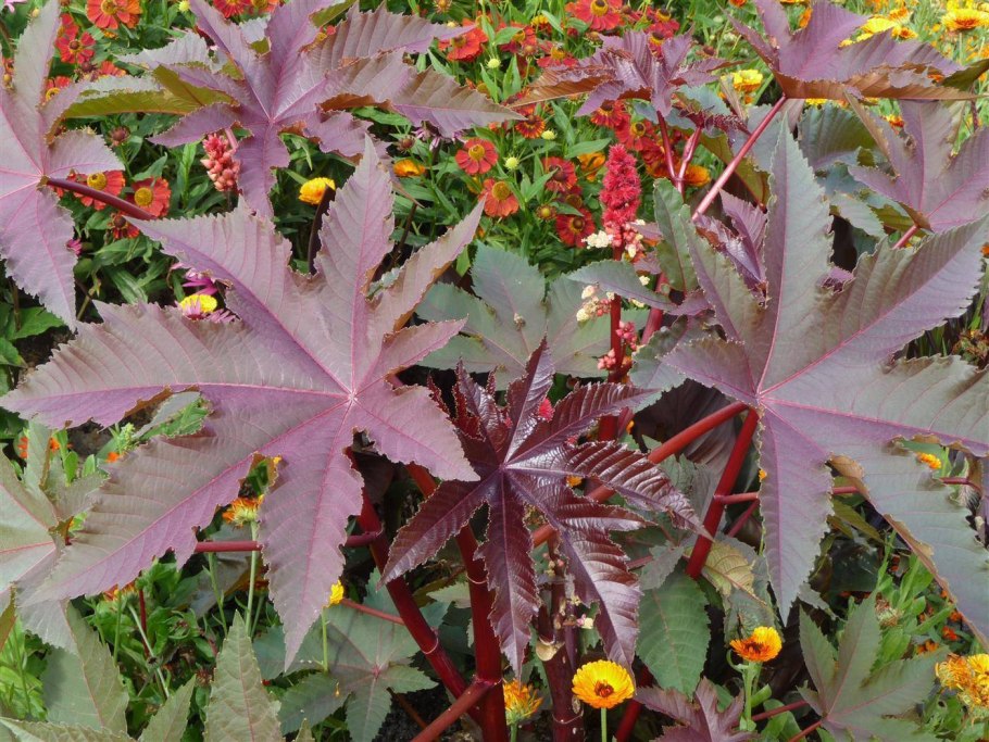 Клещевина Северная Пальма