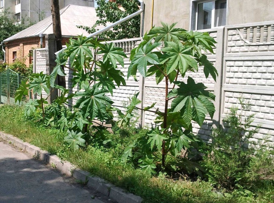 Клещевина Ricinus communis