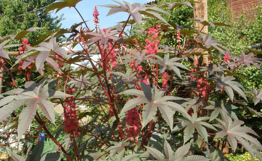 Клещевина занзибарская